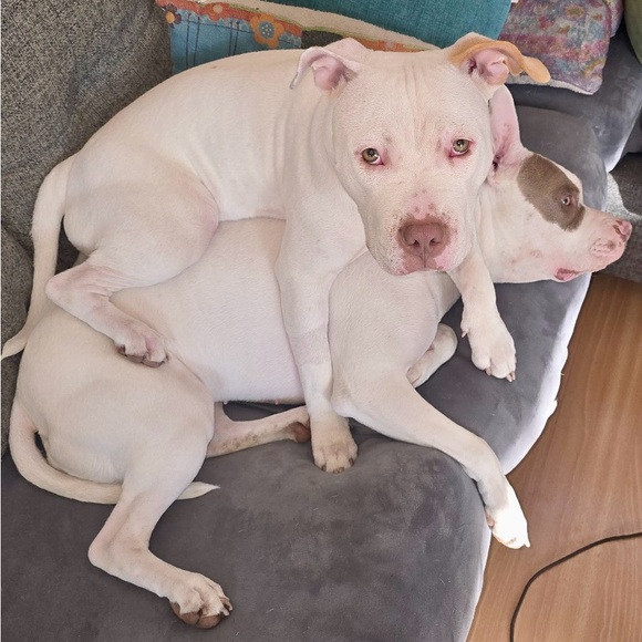 Meet your Posher, Samantha - Picture 6 of 9